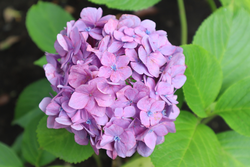 今月の1枚