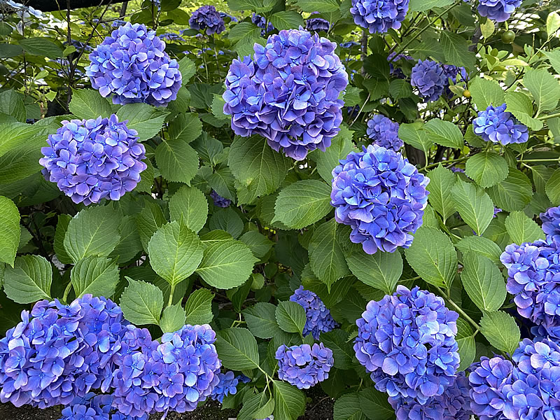今月の1枚